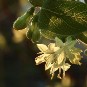 ���� ��������: 