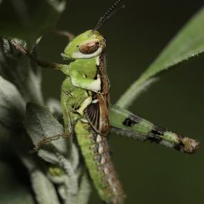 ���� ��������: �������� 