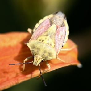 ���� ��������: ����