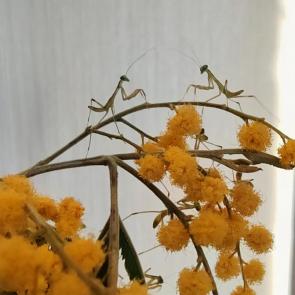 �������� ���������