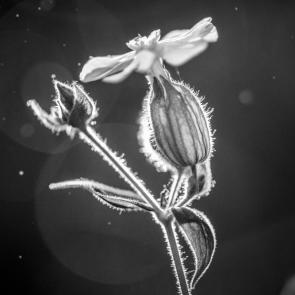 ���� ��������: 