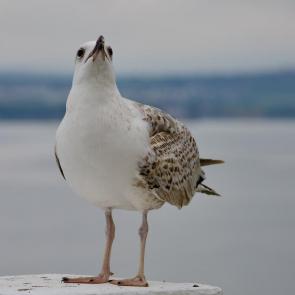 ����: - ��� ����