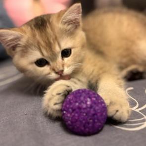 ����: ������