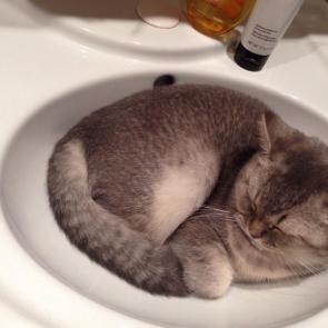 ����: ��� ����