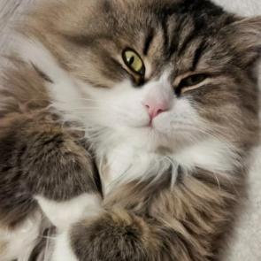 ����: 