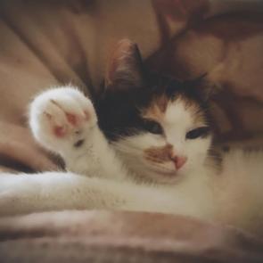 ����: 