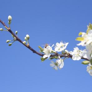 ����: 