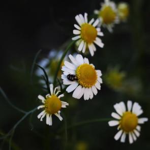 ����: ��� �� �������
