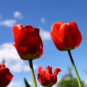 ����: �������� ������