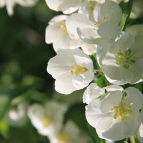 ����: 