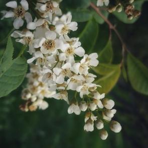 ����: 