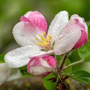 ���� ��������: 