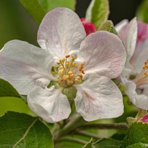 ���� ��������: 