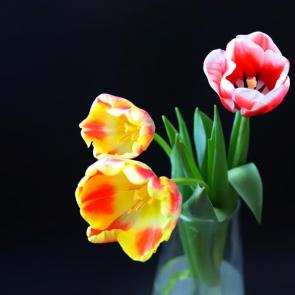 ����: �������� 