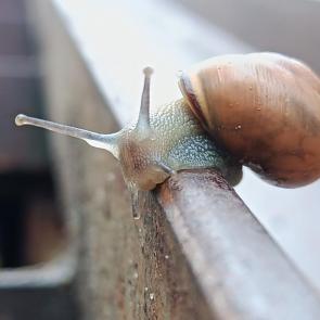 ����: ������ ����