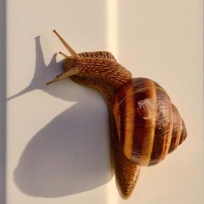 ����: ������