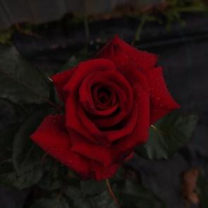 ����: 