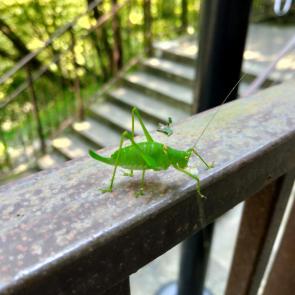 ����: ������� ��������