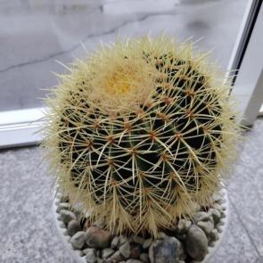 ����: 