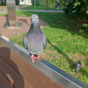 ����: ������ 