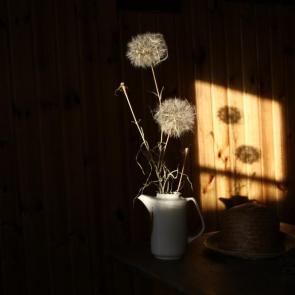 ����: ���������
