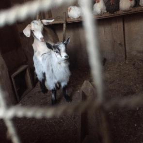 ���� ��������: 
