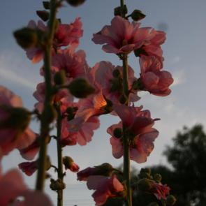 ����: ������
