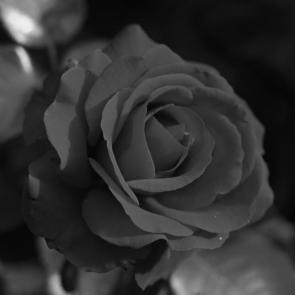 ���� ��������: ����