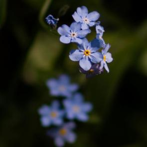 ���� ��������: 
