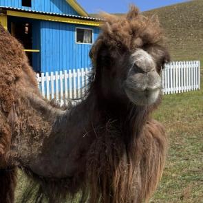 ����: Camel in Focus