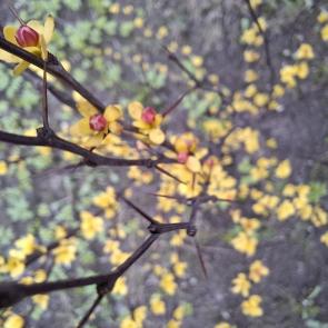 ����: 
