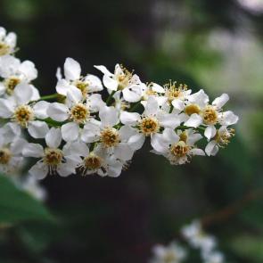 ����: �����