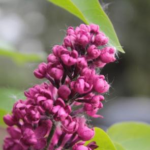 ����: 