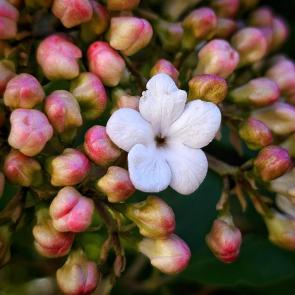 ���� ��������: 