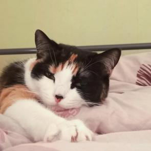 ����: 