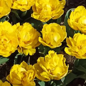 ����: ������ ��������