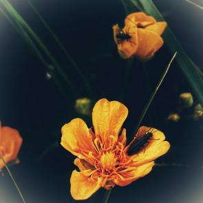 ����: 