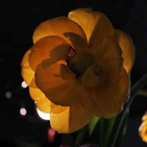 ����: ����������