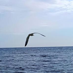 ���� ��������: 