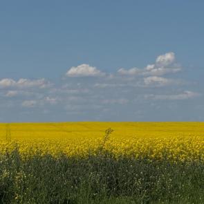 ����: ������ ����