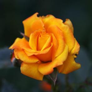 ����: ����