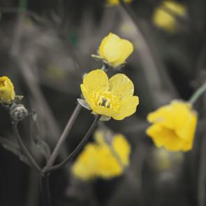 ����: 