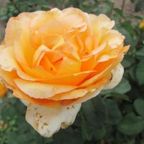 ����: 