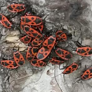 ����: ���������