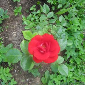 ����: 