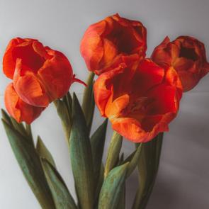 ����: 