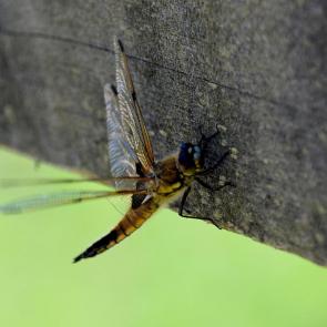 ����: ���������� ���������������