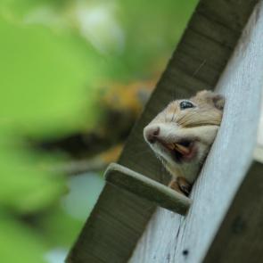 ����: 