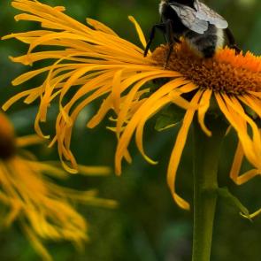 ���� ��������: 