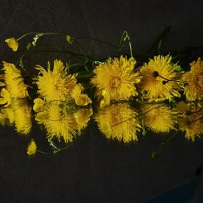 ����: 